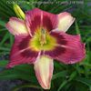 Hemerocallis Magic Dancer
