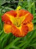 Hemerocallis Margaret Seawright