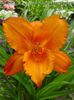 Hemerocallis My Reggae Tiger