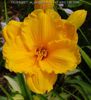 Hemerocallis Siloam Nugget