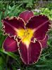 Hemerocallis Storm of the Centrury