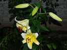 DSCN5417