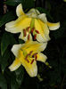 DSCN5419