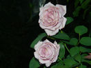 DSCN5420