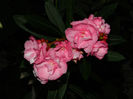 DSCN5426