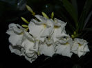 DSCN5428