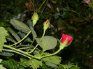 DSCN5433