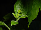 DSCN5447
