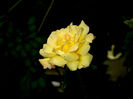 DSCN5486