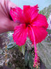 8 iulie 2013-flori 029