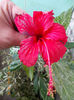hibi surinam