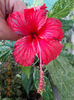 hibi surinam