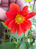 8 iulie 2013-flori 035