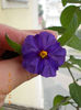 8 iulie 2013-flori 038