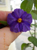 solanum rantonetti