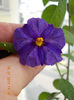 8 iulie 2013-flori 040