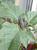 datura mov