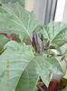8 iulie 2013-flori 049