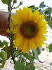 8 iulie 2013-flori 068