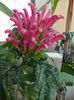 8 iulie 2013-flori 072