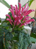 8 iulie 2013-flori 074