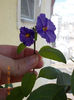 solanum rantonetti