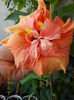 8 iulie 2013-flori 086