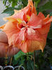 8 iulie 2013-flori 087