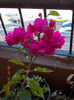 bougainvillea