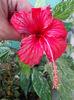8 iulie 2013-flori 034