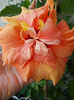 8 iulie 2013-flori 078