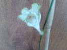 o floare foarte rara