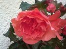 IMG141