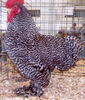 Barred_Cochin_Bantam_Rooster