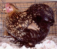 golden_laced_chochin_bantam_hen
