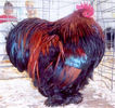 partridge_cochin_bantam_rooster2