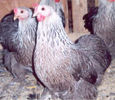 Silver_Penciled_Cochin_Bantam_Hen