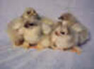 Splash_Cochin_Bantam_chicks_small