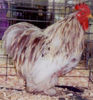 Splash_Cochin_Bantam_Rooster