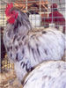 Splash_Cochin_Bantam_Rooster2