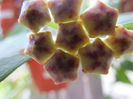h. lobbi