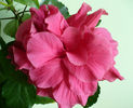 floare foarte mare, 15 cm