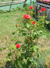 DSCN9404