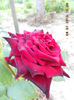 DSCN9547