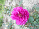 DSCN9555