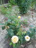 DSCN9556