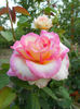 DSCN9557