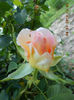DSCN9559