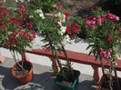 DSCN9359_4814
