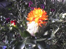 08-07-13_sofranel